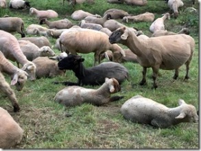 nackte Schafe